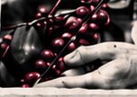 Cerezas de café en manos de un productor